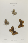 Argynnis. XIII:  1-4. Zerene.