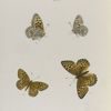 Argynnis. XIV:  1-4. Nevadensis.