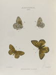 Argynnis. XIV:  1-4. Nevadensis.