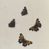 Grapta. I. 1-4. Faunus.