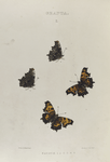 Grapta. I. 1-4. Faunus.