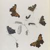 Grapta. II. 1-4. Comma, 5. Var. ; a. Mature larvae, b. Chrysolides.