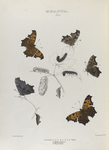 Grapta. II. 1-4. Comma, 5. Var. ; a. Mature larvae, b. Chrysolides.