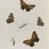 Grapta. III. 1-4. Dryas;  5. Larva; 6. Chrysalis.