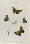 Grapta. III. 1-4. Dryas;  5. Larva; 6. Chrysalis.