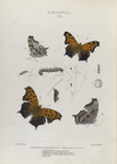 Grapta. IV. 1-4.  Interrogationis. Var. Umbrosa; a. Egg nat. size; b.Eggs magnified; c. Young larva; d. Same after first moult; e. Same after second moult; f. Mature larva; g. Chrysalis.