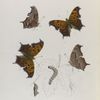 Grapta. V. 1-4.  Interrogationis. Var. Fabricii; 5. Larva; 6. Chrysalis.