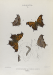 Grapta. V. 1-4.  Interrogationis. Var. Fabricii; 5. Larva; 6. Chrysalis.