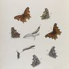Grapta. VI. 1-3. Satyrus, 4. Larva; 5-7. Zephyrus, 8. Larva. 9. Chrysalis.