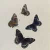 Limenitis I. 1-4. Proserpina.