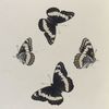 Limenitis. II. 1-4. Weidemeyerii.