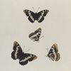 Limenitis. III. 1-4. Lorquini.