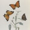 Paphia.  1-3. Glycerium; 4. Young larva; 5. Mature larva; 6. Chrysalis. Food plant. Croton Capitatum.