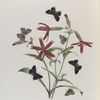 Thecvla II. 1.2. Ontario; 3-6. Strigosa.
