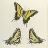 Papilio II. 1-3. Daunus.