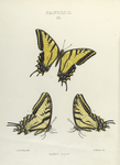 Papilio II. 1-3. Daunus.