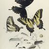 Papilio III. 1. 2. Turnus; 3. Var. Glaucus;  a. Egg magnified; b.-f.  Larva; g. Chrysalis.