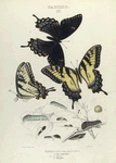 Papilio III. 1. 2. Turnus; 3. Var. Glaucus;  a. Egg magnified; b.-f.  Larva; g. Chrysalis.