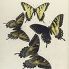 Papilio V. Turnus, 1. Arctic form, 2. Var., 3. Var.; 4. Bi-formed.