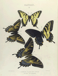 Papilio V. Turnus, 1. Arctic form, 2. Var., 3. Var.; 4. Bi-formed.