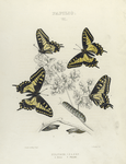 Papilio VI. 1-4. Zolicaon; a. Larva; b. Chrysalis.
