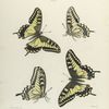 Papilio VII. 1-4. Oregonia.