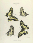 Papilio VII. 1-4. Oregonia.