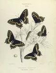 Papilio VIII. 1-5. Brevicauda; a. Egg magnified;  b. Larva.