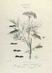 Papilio. VIII, B. 1-5. Brevicauda; a. Egg magnified;  b. Larva (young) magnified; c. Larva after 1st moult; d. Larva after second moult; e. Larva after 3rd moult; f. Larva after 4th moult; f-2. Head; f-3. Larva after 4th moult, var.; g. Chrysalis.