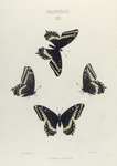 Papilio IX. 1-4. Indra.
