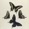 Papilio X. 1-4. Bairdii.