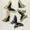 Papilio XI. 1. Asterias, bi-formed; 2-5. Var. Calverleyi.