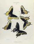 Papilio XI. 1. Asterias, bi-formed; 2-5. Var. Calverleyi.