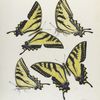Papilio XII. 1-4. Rutulus.