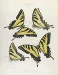 Papilio XII. 1-4. Rutulus.