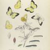 Colias I. 1-3. Philodice. 4, 5. Var., 6. Albino; a, a-2. Eggs, magnified; b. Larva (young), magnified; c, d, e. Larva after 1st, 2nd and 3rd  moult; e-2. Larva after 3rd moult magnified; f. Larva after 4th moult; g. Larva mature, mag-d; h. Chrysalis.