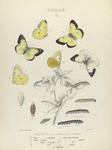 Colias I. 1-3. Philodice. 4, 5. Var., 6. Albino; a, a-2. Eggs, magnified; b. Larva (young), magnified; c, d, e. Larva after 1st, 2nd and 3rd  moult; e-2. Larva after 3rd moult magnified; f. Larva after 4th moult; g. Larva mature, mag-d; h. Chrysalis.