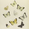 Colias III. Philodice: 1. Orange var., 2. Var., 3. Var., 4. Var., 5. 6. Var.; 7. Var., 8. 9. Melanic var..