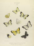 Colias III. Philodice: 1. Orange var., 2. Var., 3. Var., 4. Var., 5. 6. Var.; 7. Var., 8. 9. Melanic var..