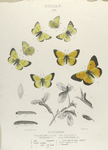 Colias IV. Eurytheme: 1-3. Form Ariadne; 4-6. Vars.;  7. Form Keewaydin; 8. Form Eurytheme; a. Egg, magnified; b. Larva (young), magnified; c, d, e. Larva after 2nd, 3rd and 4th moult, mag-d; e-1, e-2, e-3. Mature in Var.;  f. Chrysalis.