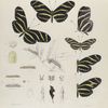 Heliconia. I. 1-3. Charitonial, 4-6. Vars., a. Egg, a-2. micropyle, both magnified, b-d. Larva young to 2nd moult, mag-d; e. Larva 3rd moult; f. Larva mature; g-g-3. Chrysalis.