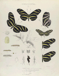 Heliconia. I. 1-3. Charitonial, 4-6. Vars., a. Egg, a-2. micropyle, both magnified, b-d. Larva young to 2nd moult, mag-d; e. Larva 3rd moult; f. Larva mature; g-g-3. Chrysalis.