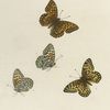 Argynnis. II. 1-4. Meadii.
