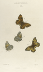 Argynnis. II. 1-4. Meadii.