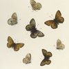 Argynnis. III. 1-4. Bischoffii; 5-8. Opis.