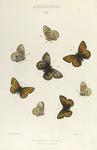 Argynnis. III. 1-4. Bischoffii; 5-8. Opis.