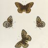 Argynnis. IV. 1-4. Bremnerii.
