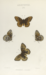 Argynnis. IV. 1-4. Bremnerii.