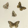 Argynnis. V. 1-4. Inornata.