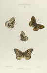 Argynnis. V. 1-4. Inornata.